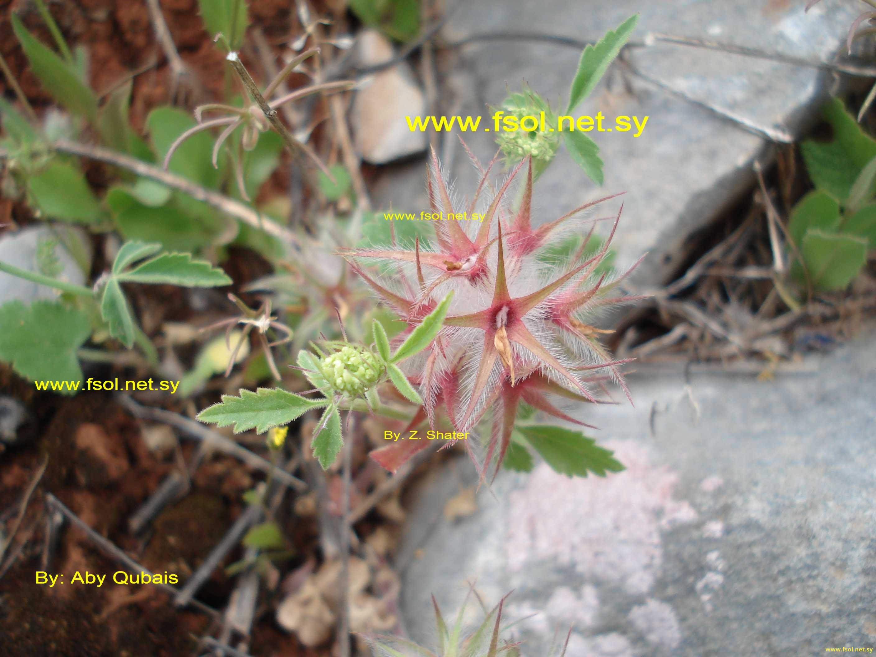 Trifolium stellatum   L.